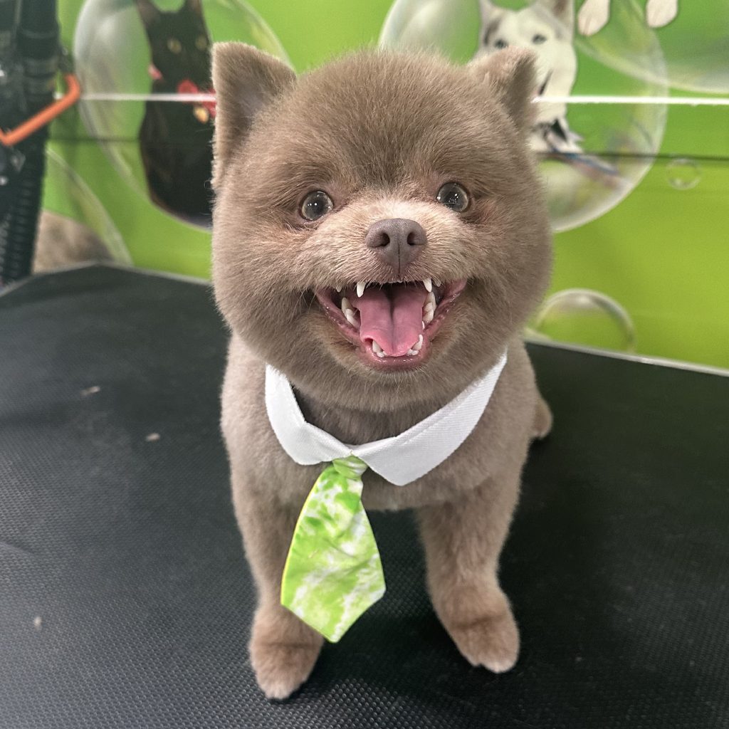 Dog & Puppy Grooming